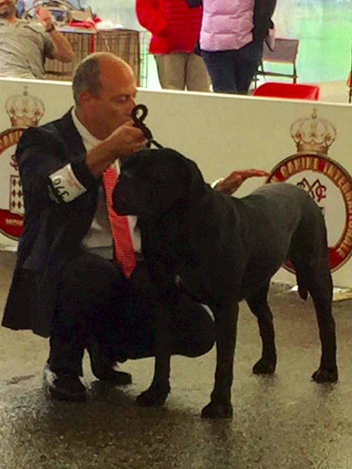 du Mas des Amandiers - CACM CACIB DE MONACO