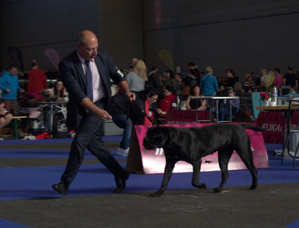 du Mas des Amandiers - CHAMPIONNE SUISSE DES EXPOSITIONS