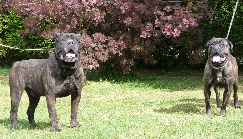 Ella des Loups Des Carrières