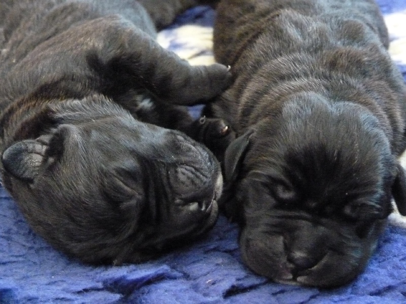 du Mas des Amandiers - Cane Corso - Portée née le 27/03/2012